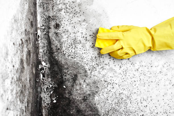 Best Toxic Mold Removal  in Westwood Shores, TX