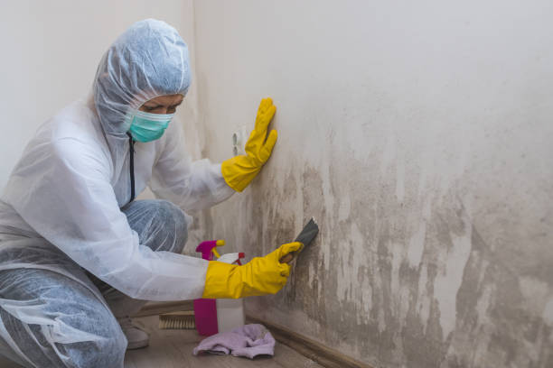 Best Commercial Mold Removal  in Westwood Shores, TX