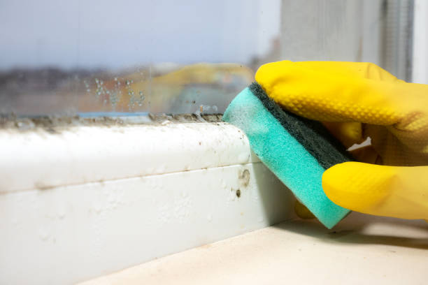 Best Crawl Space Mold Removal  in Westwood Shores, TX