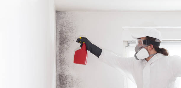 Best Residential Mold Removal  in Westwood Shores, TX