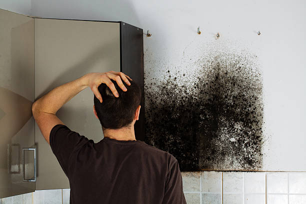 Best Certified Mold Removal  in Westwood Shores, TX